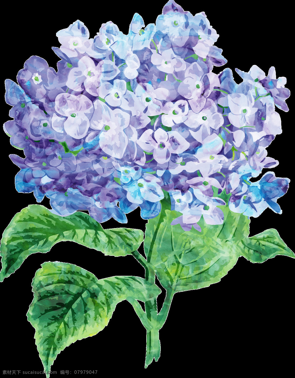 紫兰 花蕊 卡通 透明 花瓣 蓝色 透明素材 免扣素材 装饰图案