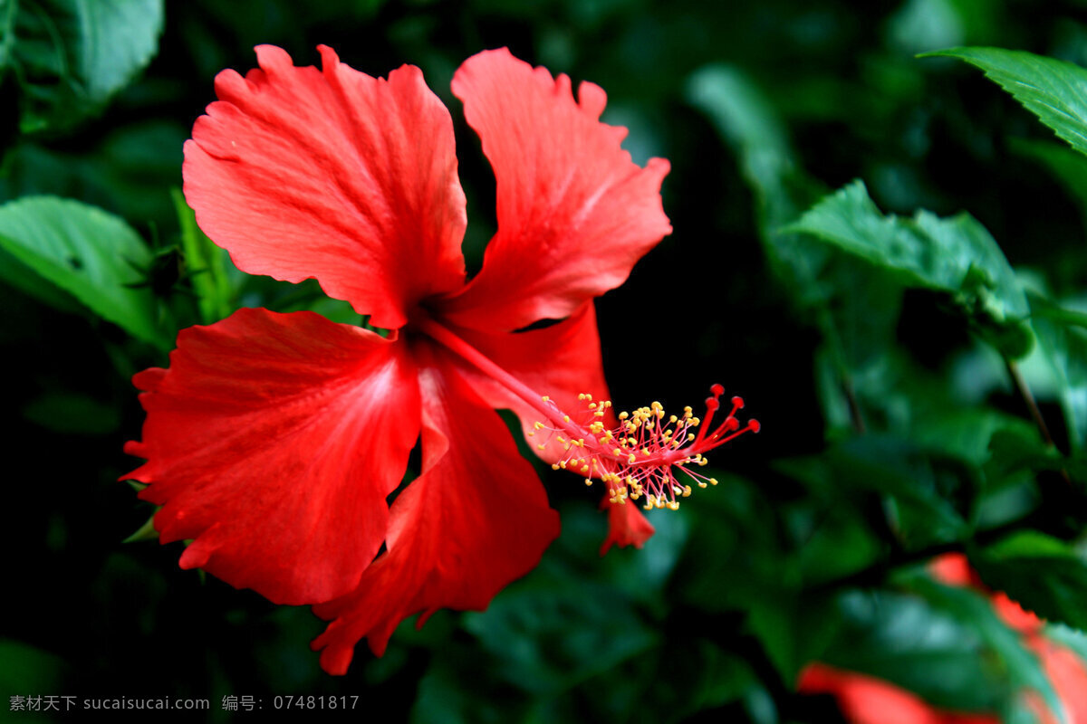 高清 红色 扶 桑花 鲜花 花卉 花朵 花草 植物
