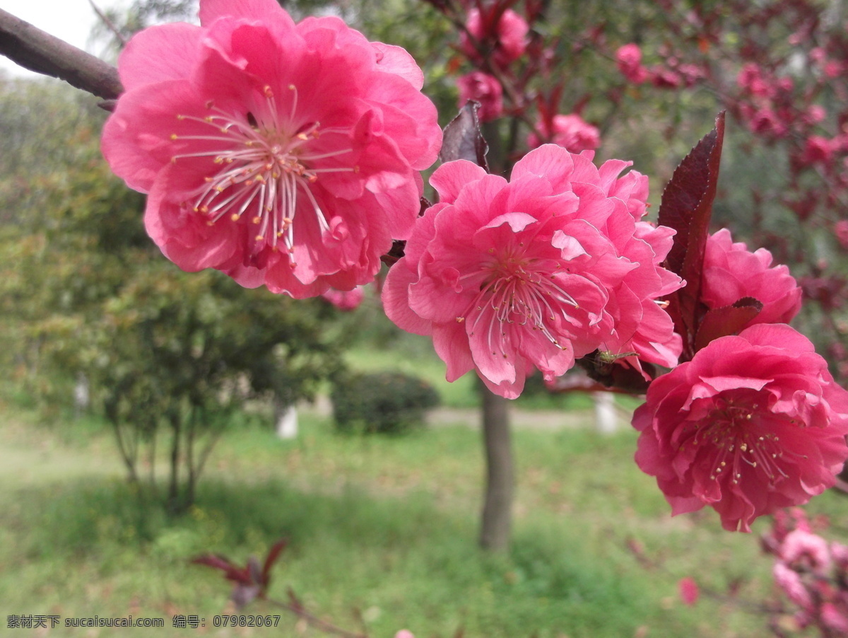 春天 春天的花 春天景色 高清 公园 红花 红花绿叶 红色的花 桃花 花儿 花卉特写 花 红色的桃花 花的特写 公园景色 花草 生物世界