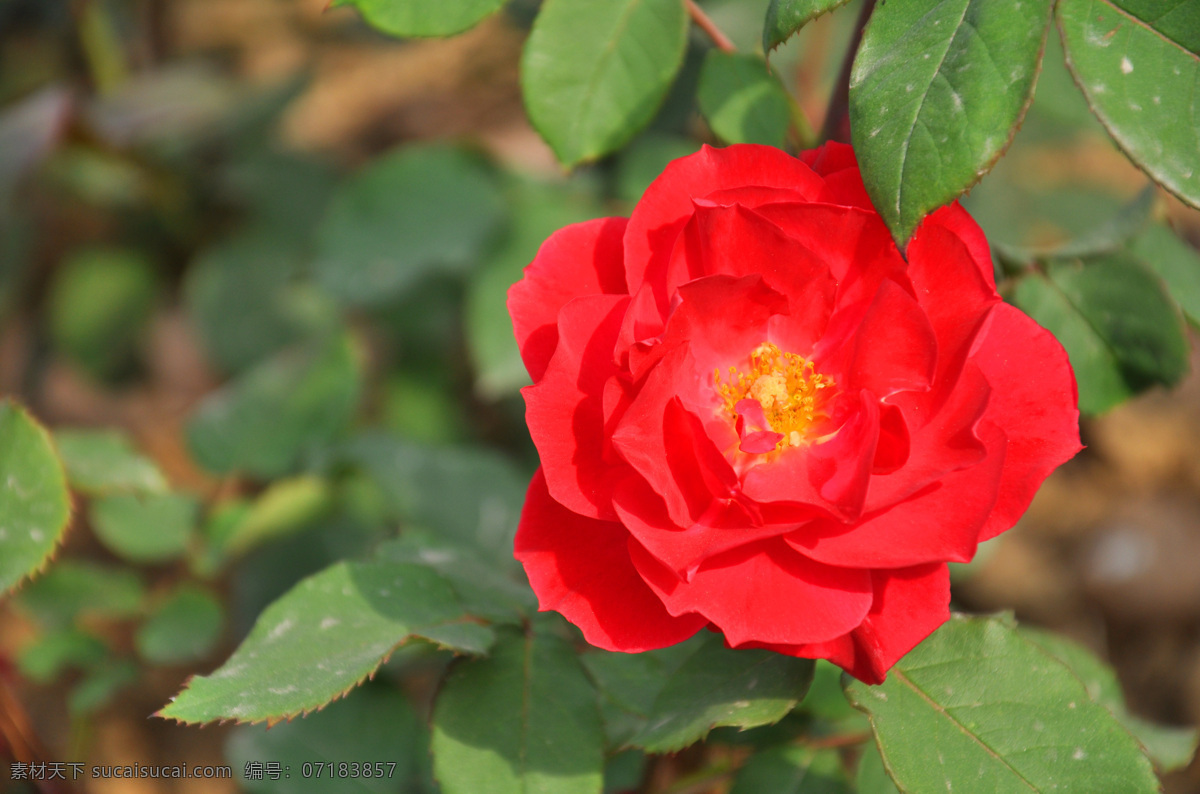 月季 春天的花 红花 花苞 花草 花朵 绿叶 生物世界 psd源文件