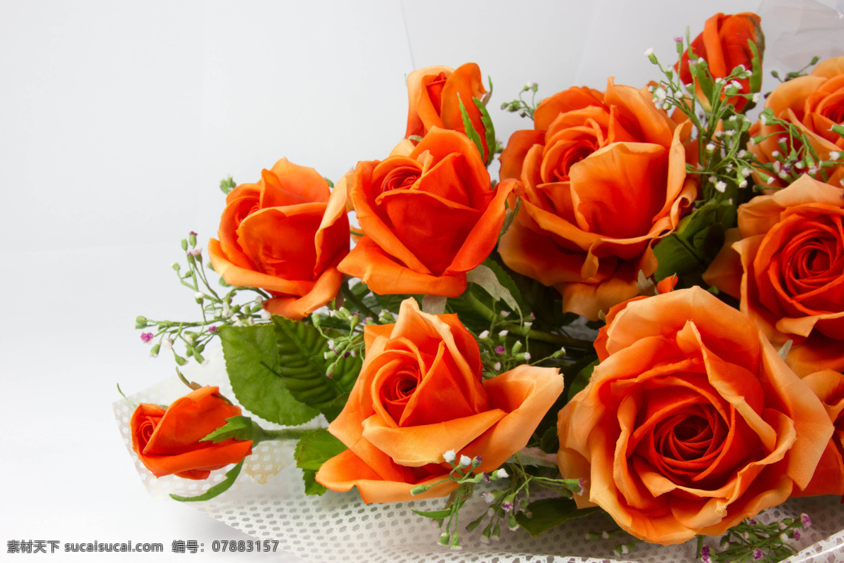橙色 玫瑰花 装饰 美丽鲜花 花朵 花卉 鲜花背景 花草树木 生物世界