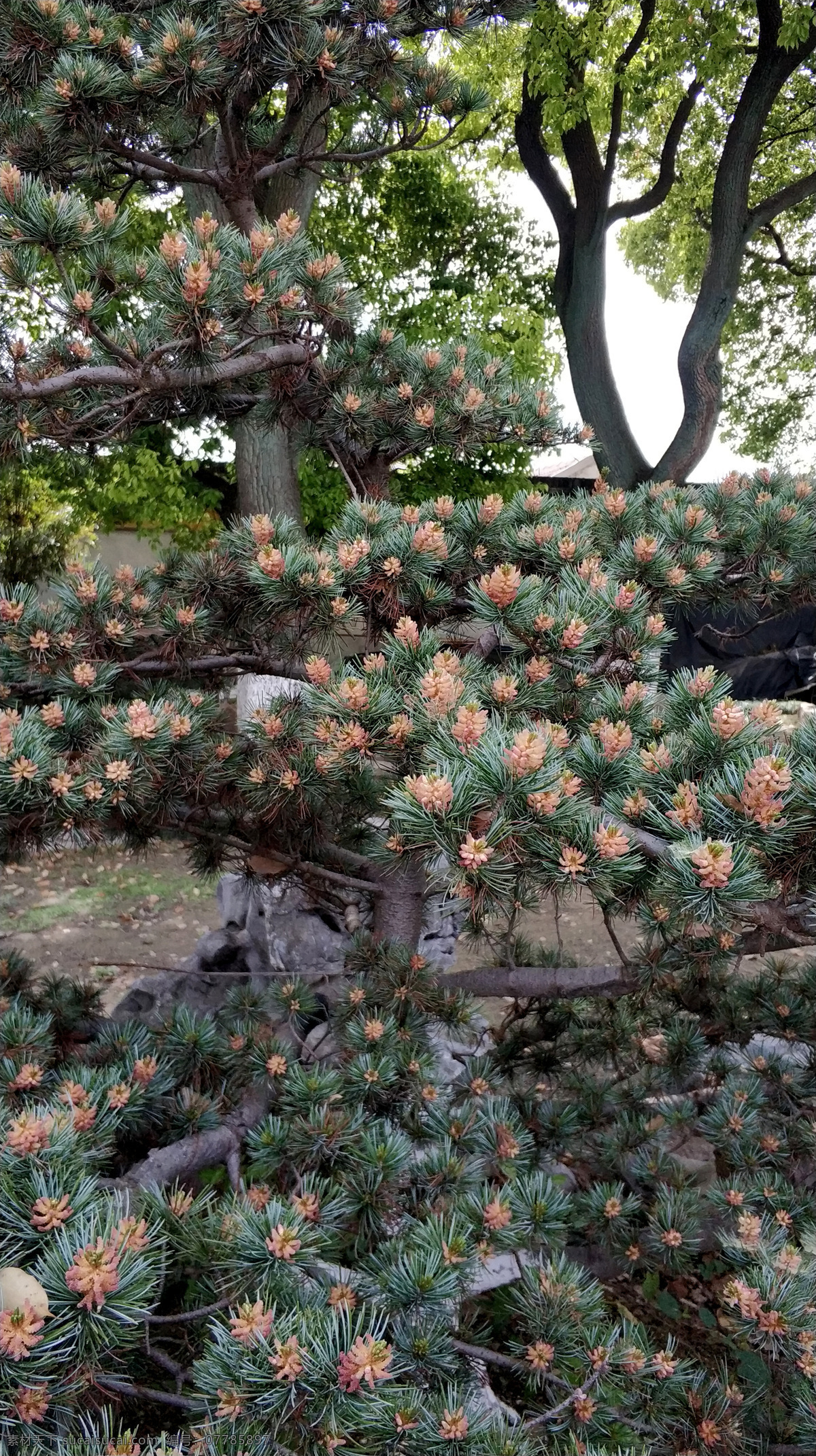 五针松松树 五针松 松树 白皮松 松柏 常青树 植物 树木 局部 乔木 开花 球果 茂盛 松针 国内旅游摄影 自然景观