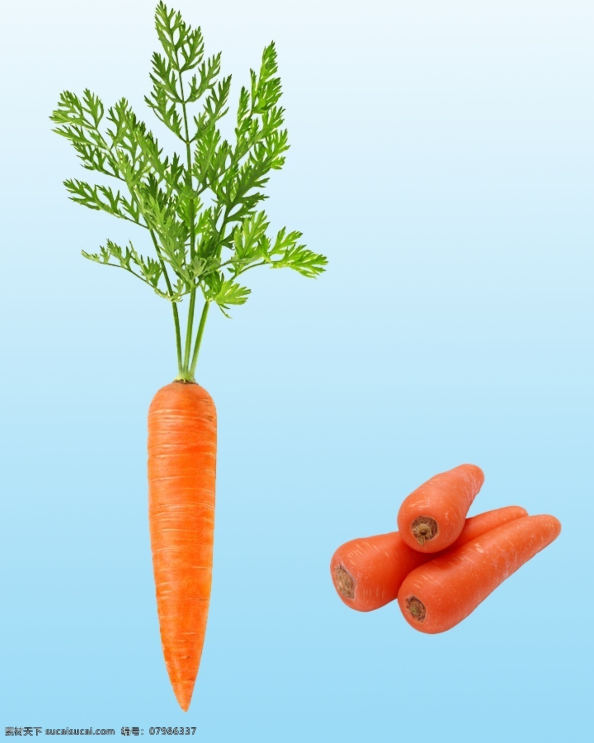 胡萝卜图片 胡萝卜 蔬菜 胡萝卜素材 蔬菜素材