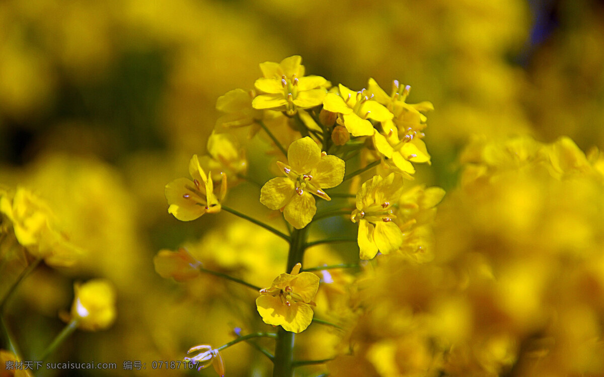 春暖花开 春天 花 花草 黄色的花 绿色 绿叶 油菜花 叶子 生物世界 油菜花骨朵 psd源文件