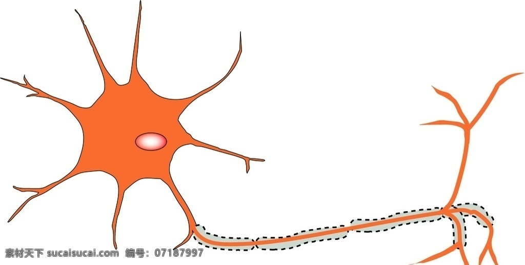 神经细胞 神经 细胞 示意图 模板 生物世界