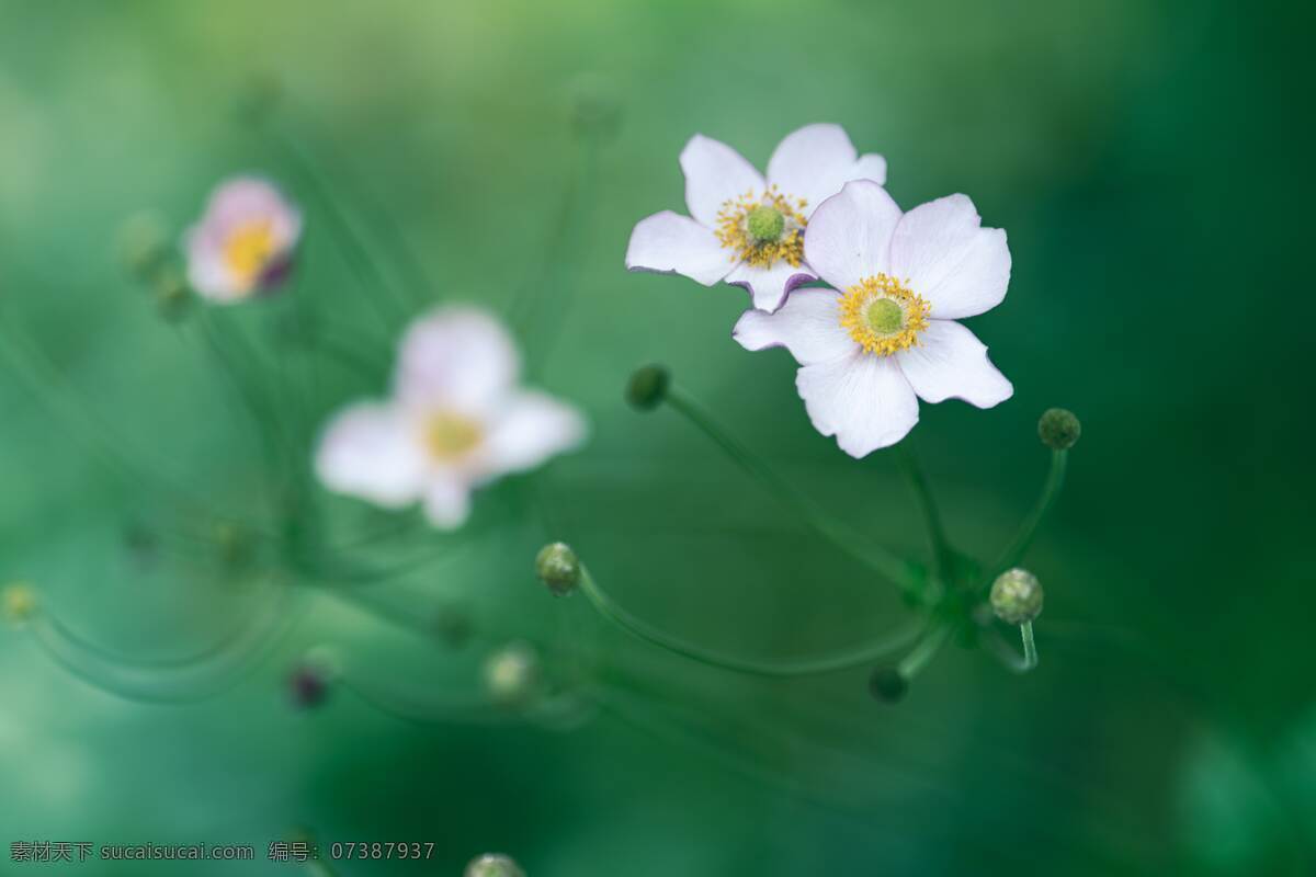 花卉图片 花卉 花朵 花瓣 鲜艳 艳丽 花叶 花蕊 色彩斑斓 鲜花 绿植 芬芳 植物 生物世界 花草