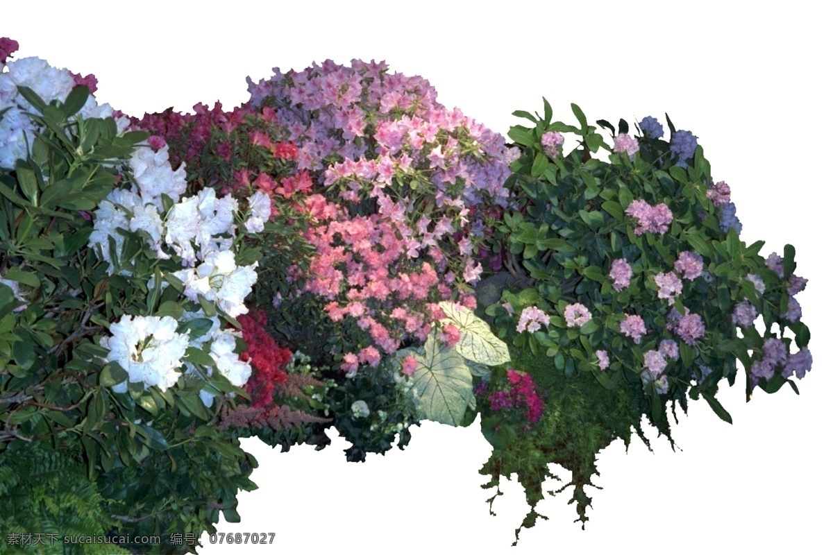 紫色 花丛 源文件 白色 红色 绿色 盛开 叶子 装饰图案
