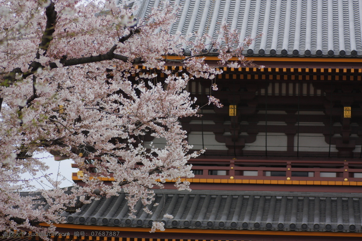 樱花 屋檐 古建 日本 自然 风光 自然风光 特写 鲜花 花瓣 花卉底图 颜色 粉红色 底图 鲜花背景 背景 花瓣背景 花草 树木 树枝 树叶 生物世界