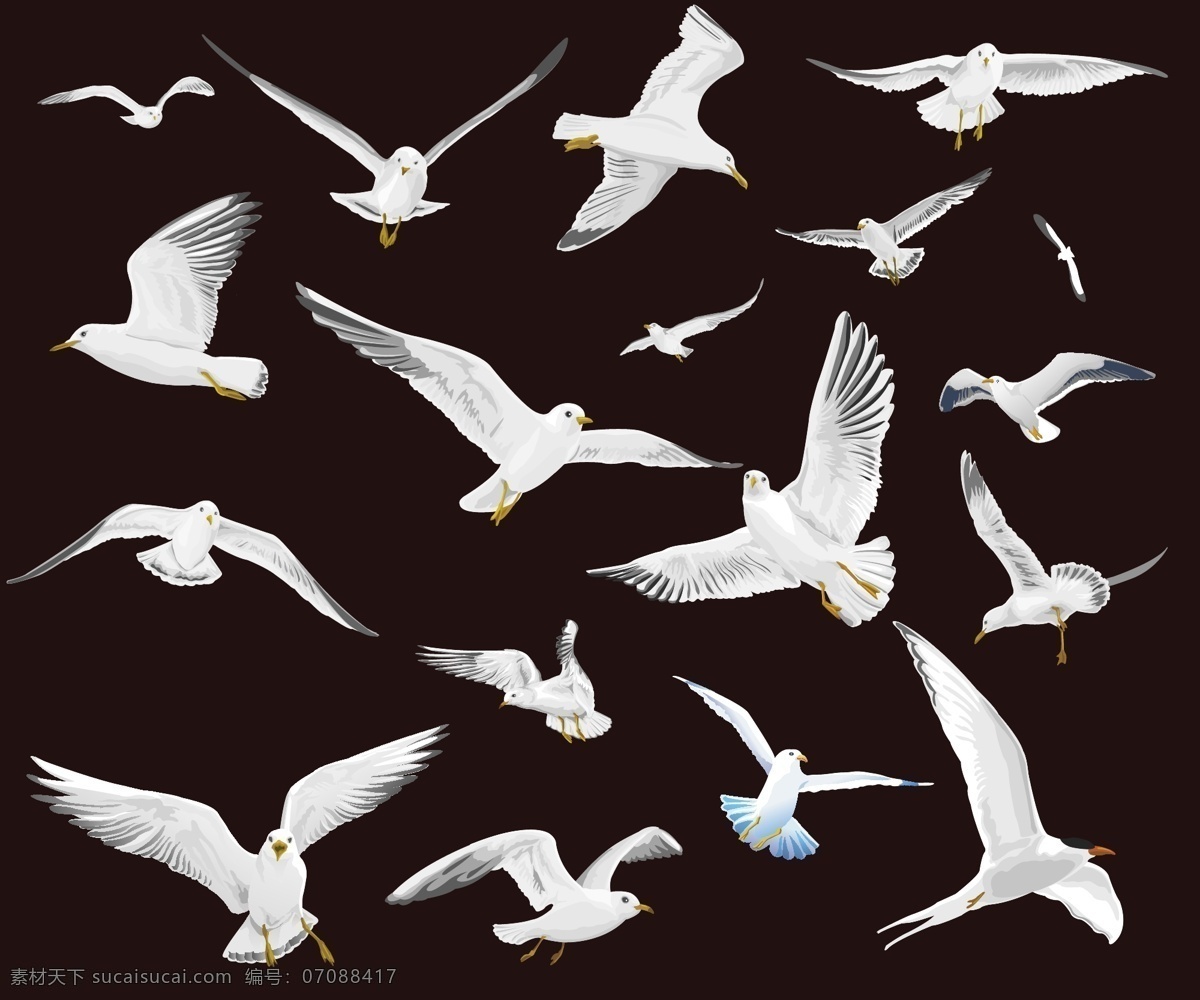 海鸟 各种 飞翔 姿势 矢量图 动物矢量图 海鸥 鸟 鸟类 海鸟矢量图 其他矢量图