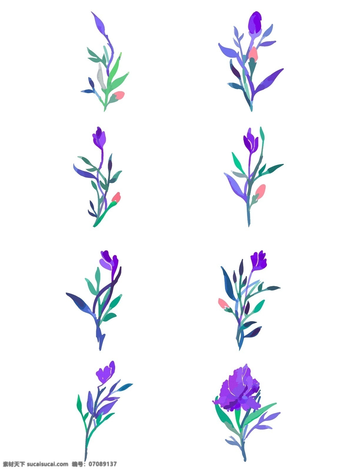 紫罗兰 花朵 植物 树枝 开花 步骤 元素 手绘风格 花元素 开花步骤 水彩风格