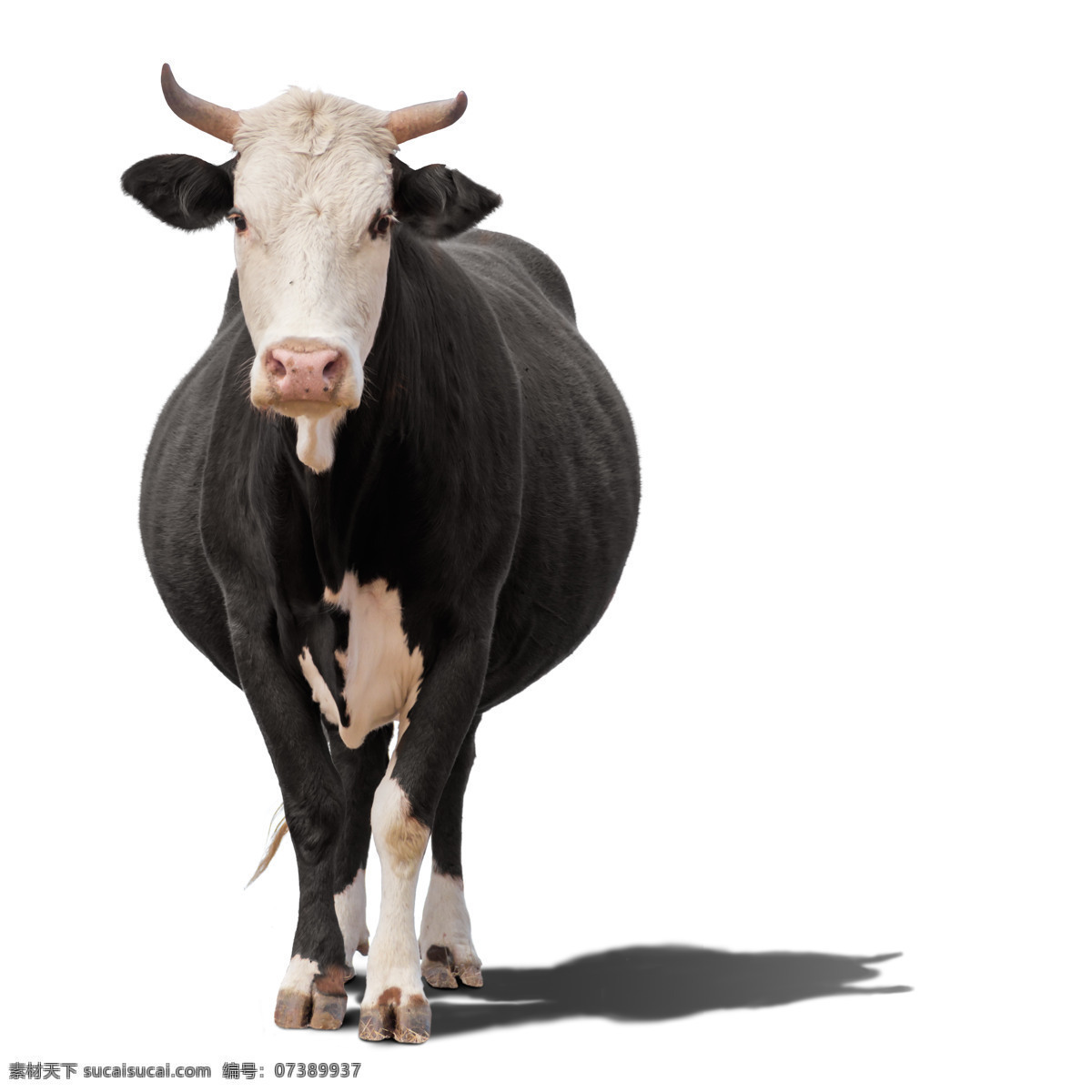 站立 中 纯种 奶牛 德国 营养牛奶 站立中的 纯种奶牛 家禽家畜 生物世界