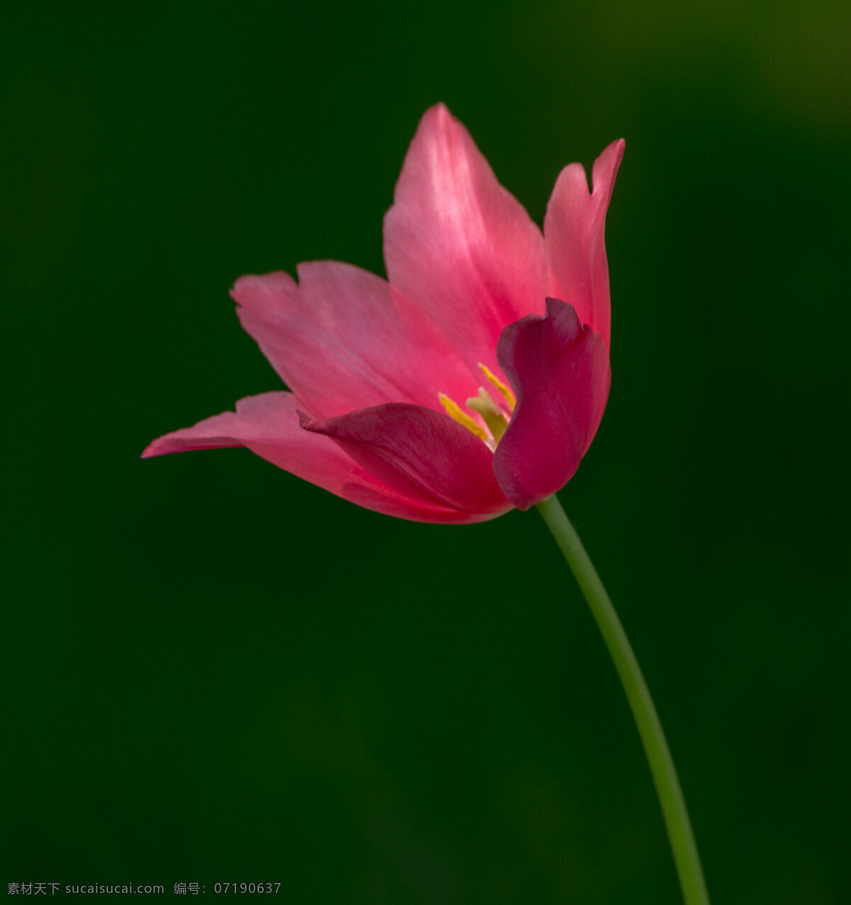 唯美 粉色 郁金香 花卉 花朵 花草 玫红色