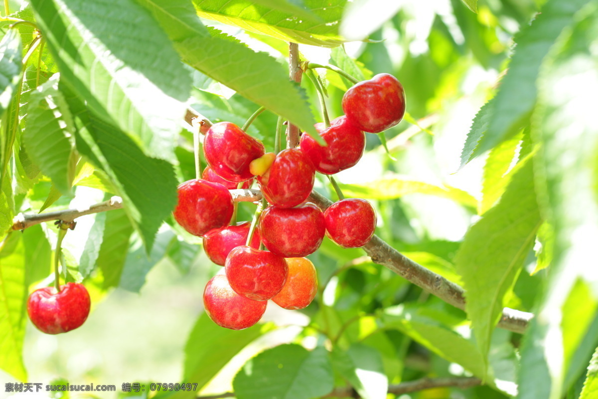 果实 红色果实 树上果实 大樱桃 新鲜果实 旅游摄影 自然风景