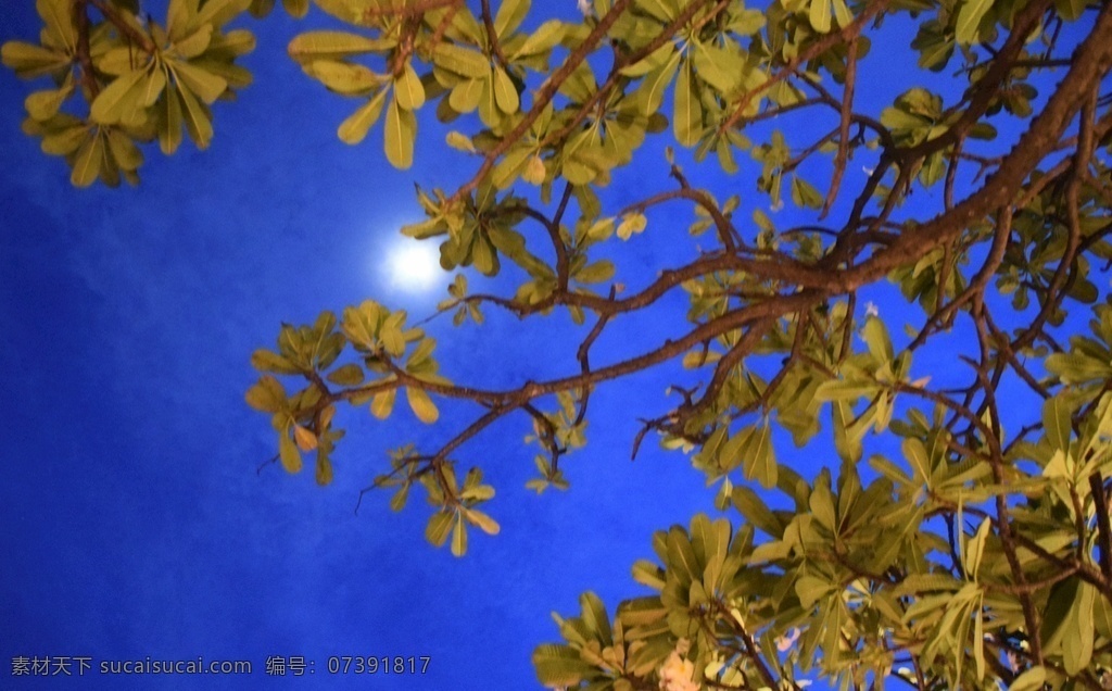 月夜图片 夜晚 月亮 树 海边 蓝色 泰国 旅游摄影 国外旅游