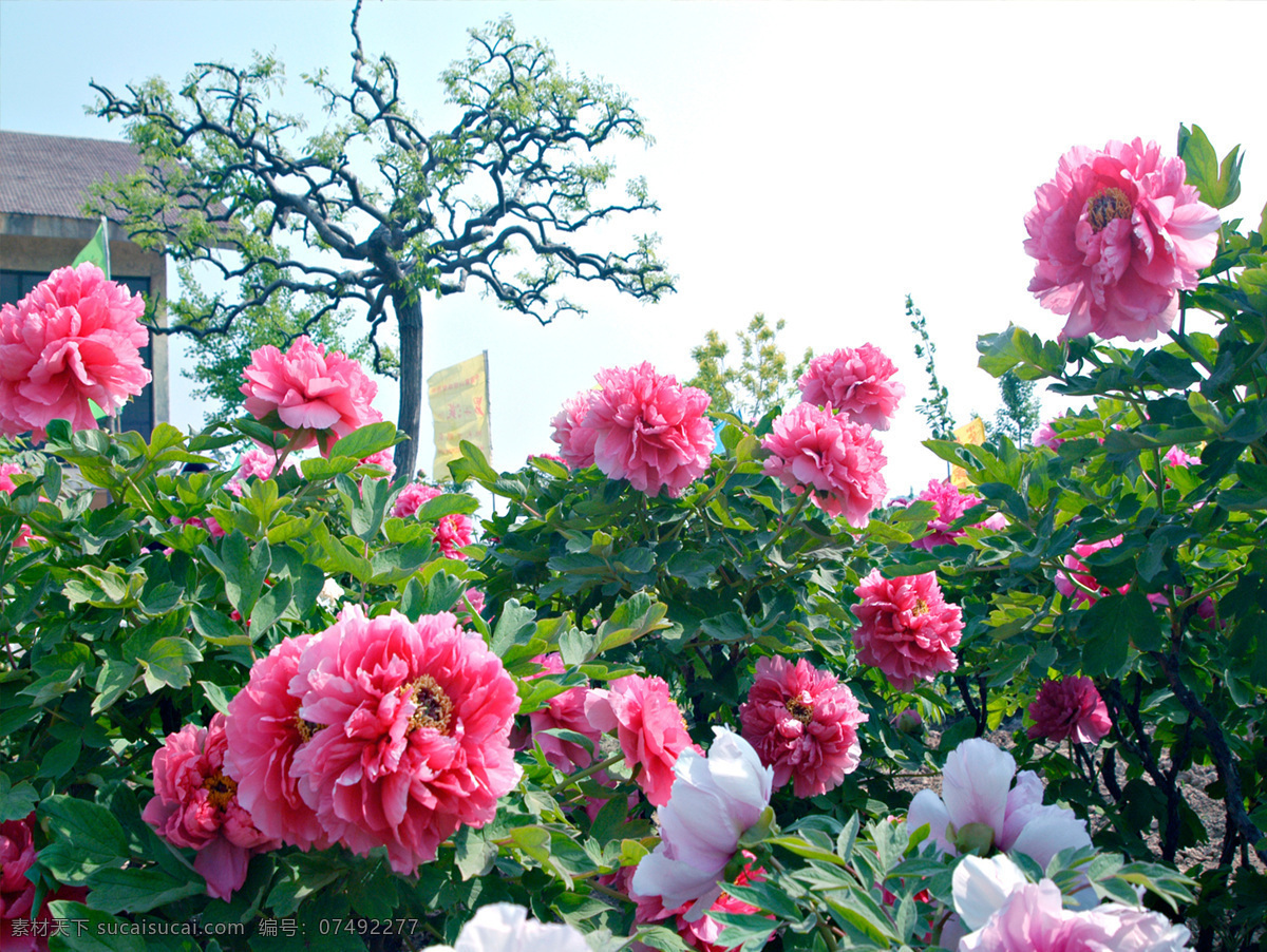牡丹 菏泽百花园 菏泽风光 牡丹城 摄影图库 自然景观 田园风光 菏泽牡丹嫌子
