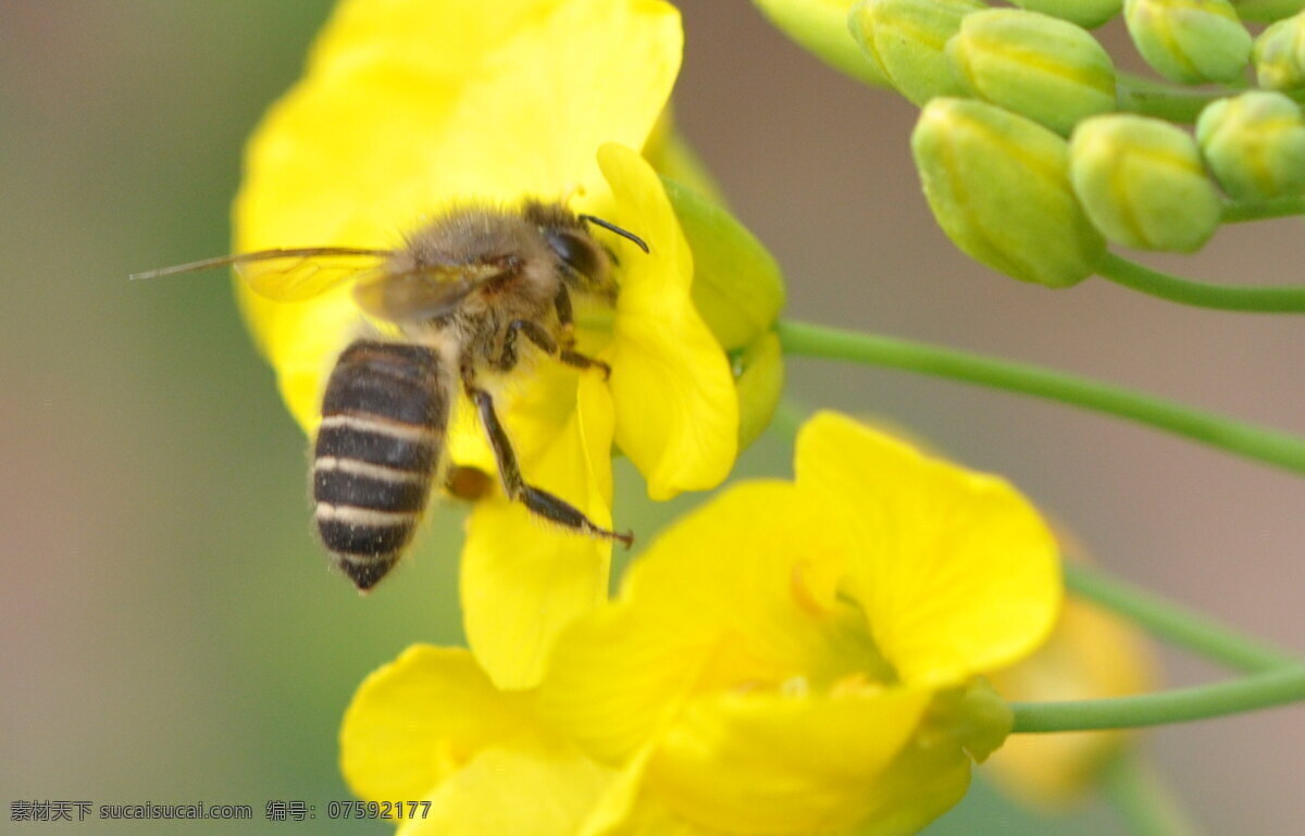 蜜蜂 采 蜜 昆虫 蜜蜂采蜜 生物世界 微距