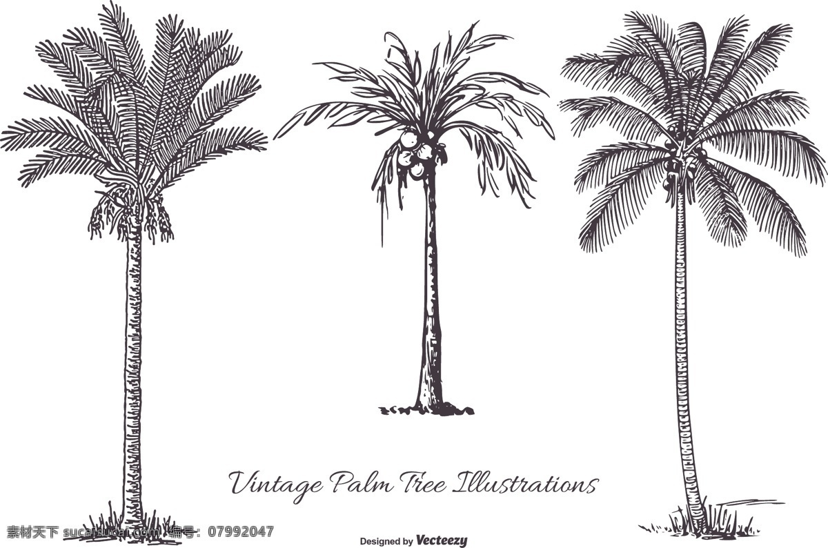 手绘棕榈树 棕榈树 手绘树木 矢量素材 树木 椰树 手绘椰树