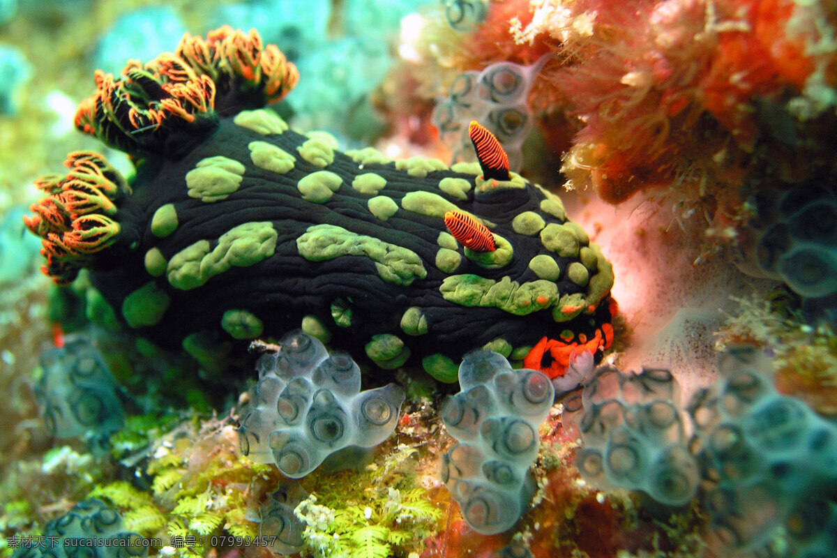 海洋生物 海底世界 海洋 礁石 生物世界 鱼 鱼类 珊蝴礁石 珊蝴 海底景色
