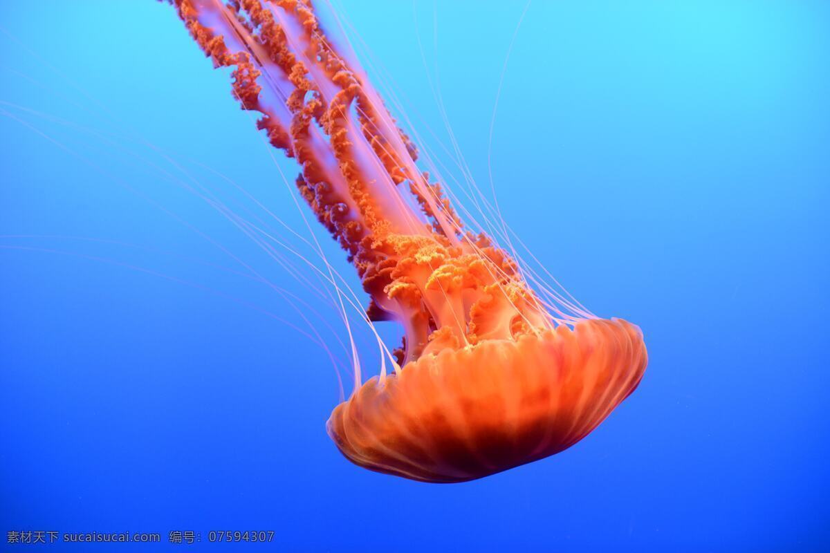 水母 高清 海洋生物 动物 野生 水生物