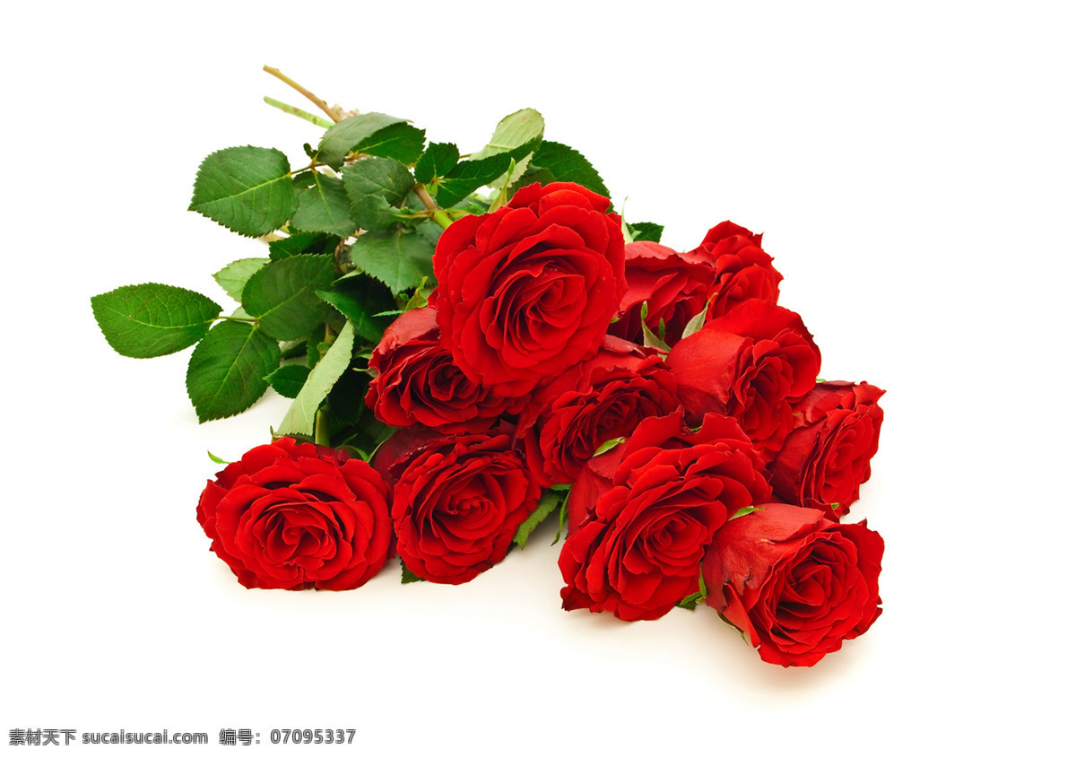 情人节红玫瑰 情人节玫瑰花 红玫瑰图片 玫瑰花 情人节 唯美花朵