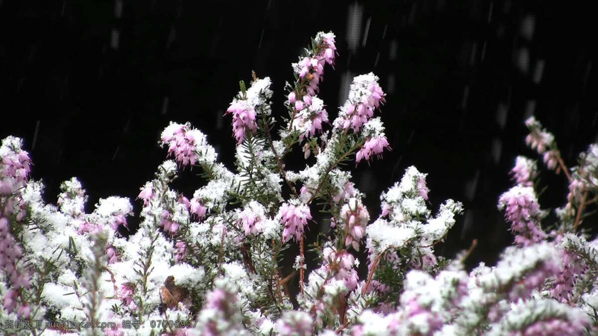 雪 紫色 植物 股票 视频 森林 树木 自然 冬天的雪 俄勒冈 雪花飘落 其他视频