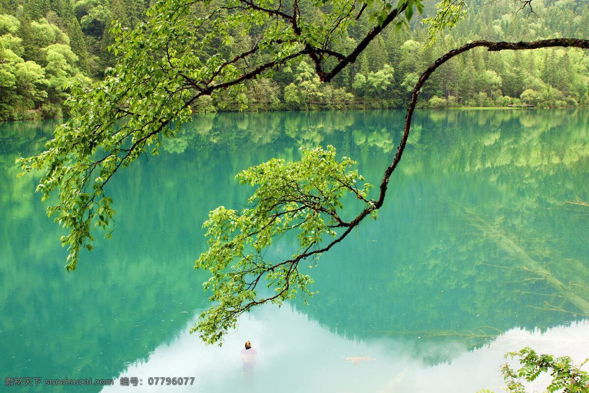 九寨之水 九寨沟 五花海 湖水 绿树 湖水倒影 九寨沟风光 自然风景 自然景观