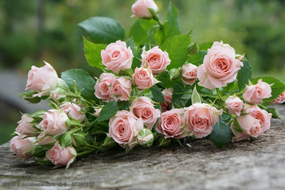月季图片 月季 玫瑰 粉玫瑰 欧月 花朵 鲜花 蔷薇 花 唯美背景 浪漫背景 小清新 节日花朵 生物世界 花草