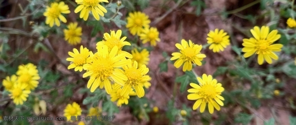 野菊花图片 黄色 花 植物 菊花 自然 自然景观