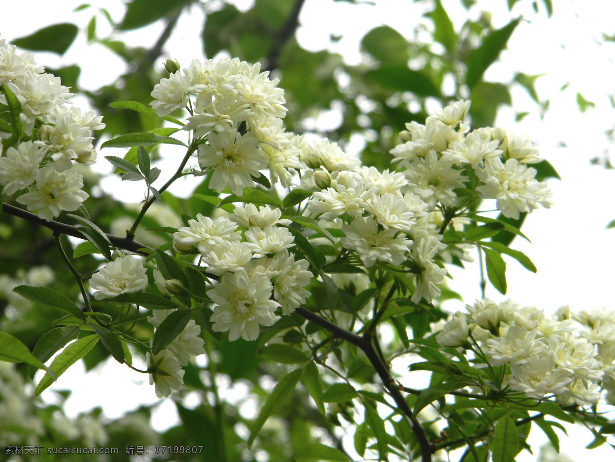 木香花 七里香 雪白 密匝匝 花草 生物世界