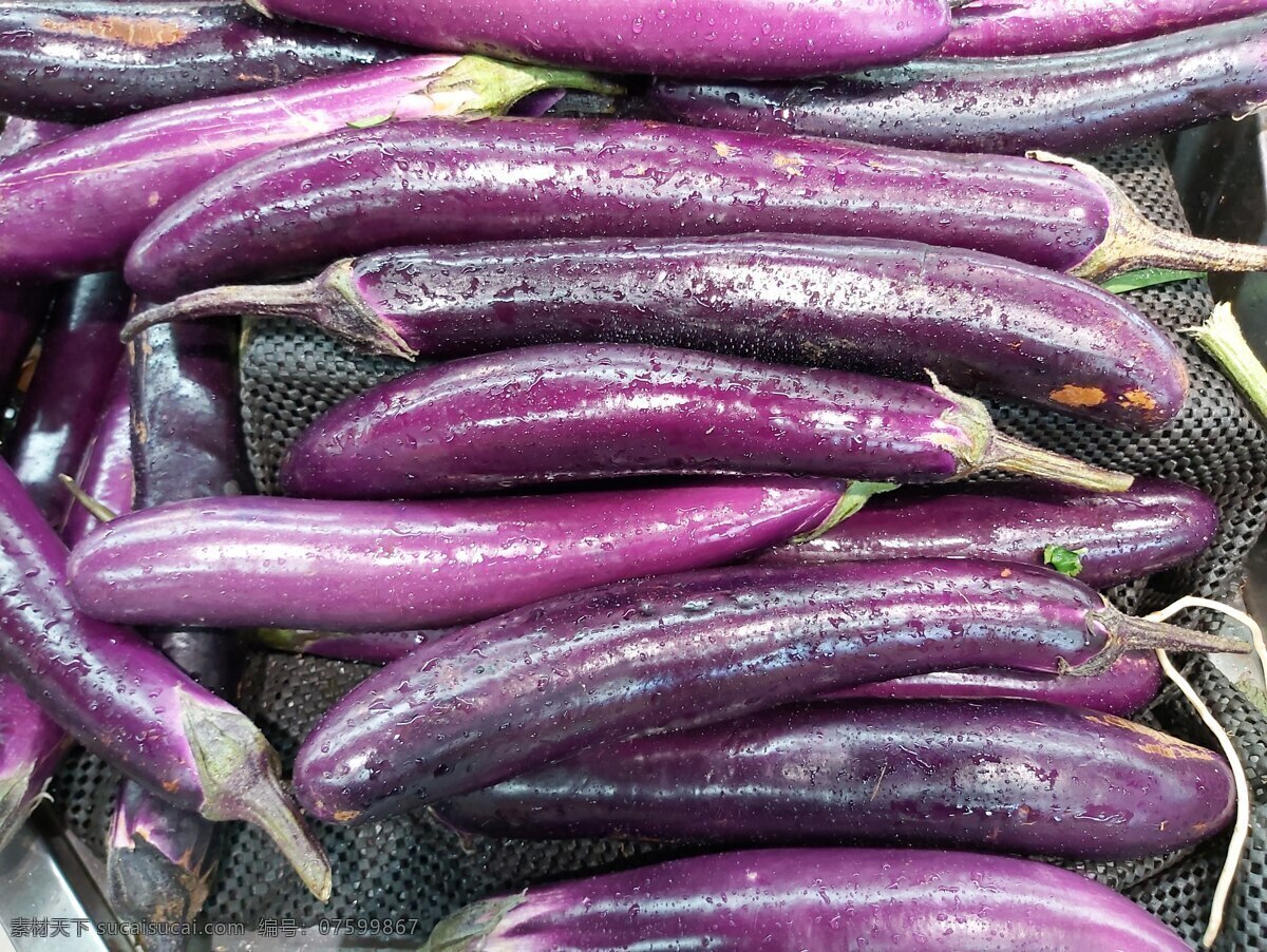 茄子 紫茄 茄瓜 果蔬 蔬菜 丁香 生物世界