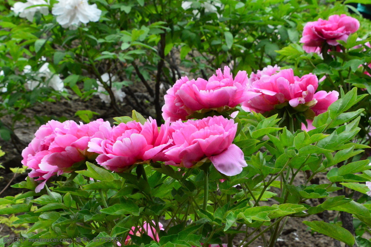 牡丹花 牡丹 鼠姑 木芍药 百雨金 洛阳花 花卉 花儿 花草 植物 园林绿化 绿化景观 花朵 芍药牡丹 生物世界