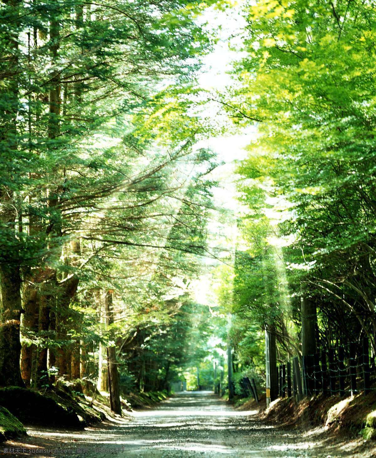 春天 春天风景 大自然 风景画 绿草地 绿色 绿树林 绿 树林 林间小路 享受自然 自然风景 自然景观 植物世界 树木树叶 生物世界 家居装饰素材 山水风景画