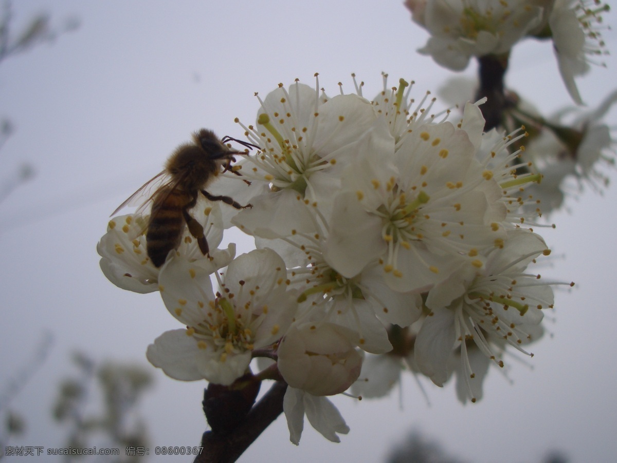 采 蜜 蜜蜂 昆虫 摄影图库 生物世界 采蜜的蜜蜂 蜜蜂梨花