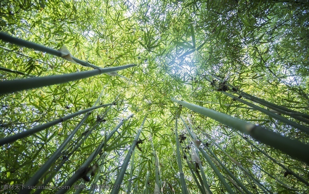竹子图片 竹子 竹林 竹 君子 节节高 竹海 毛竹 梅兰竹菊 自然景观 自然风景