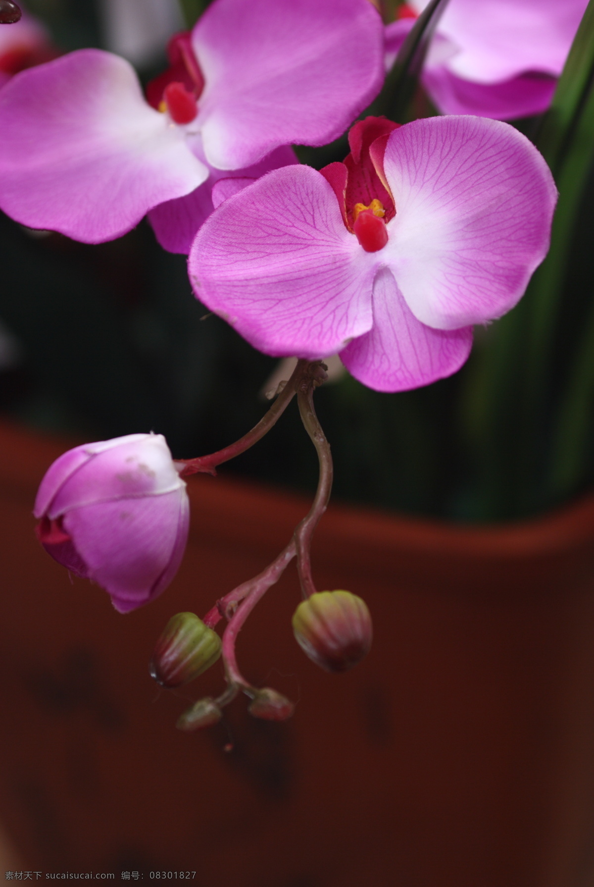 蝴蝶兰 花语 生物世界 花草 摄影图库