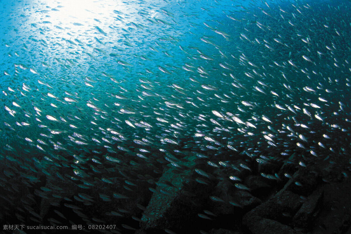 海底世界 海底乐园 海底游鱼 海洋壁纸 海底背景 海洋生物 美丽海洋 梦幻海底 海底鱼群 海底阳光 观赏鱼 游鱼 潜水 水下摄影 海底 海鱼 珊瑚 海洋 海草 大海 海水 鱼 小鱼 鱼群 鱼类 生物世界