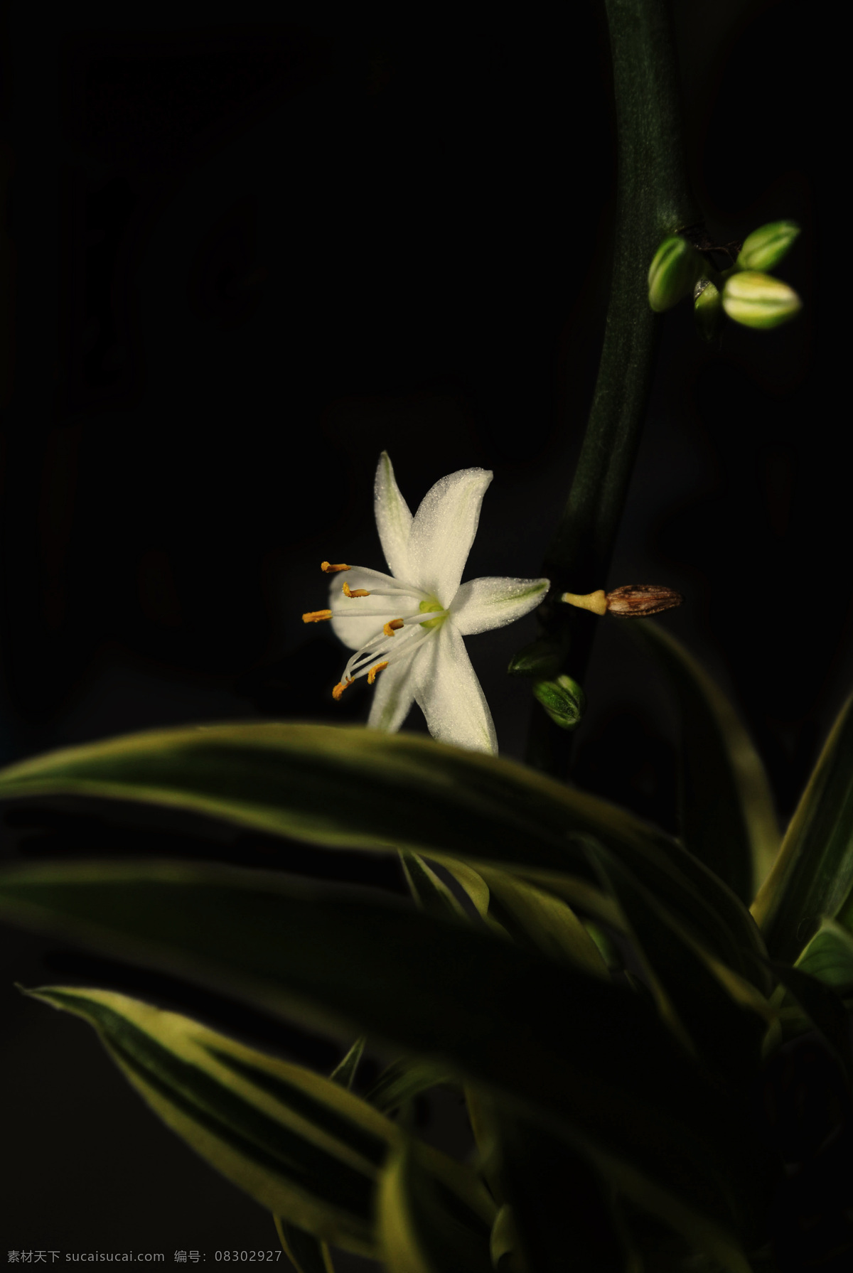 吊兰 开花 春季 黑色背景 花草 生物世界 特写 吊兰开花