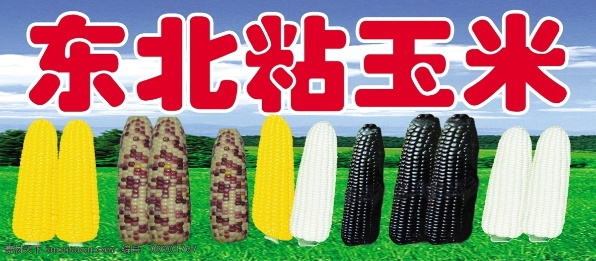东北玉米 东北 粘玉米 彩色玉米 紫玉米 红色