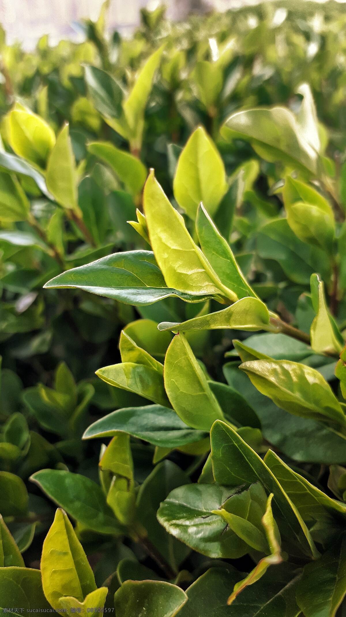 茶叶图片 茶饮 茶壶 铁壶 茶 饮料 饮品 杯子 玻璃 茶杯 煮茶 泡茶 倒茶 喝茶 茶道 茶具 茶盘 瓷器 茶艺 生活百科 娱乐休闲
