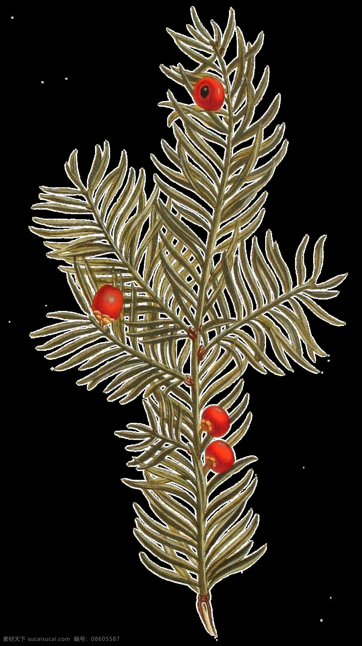 株 针叶 类 植物 透明 果实 红色 免扣素材 手绘 透明素材 叶子 装饰图片