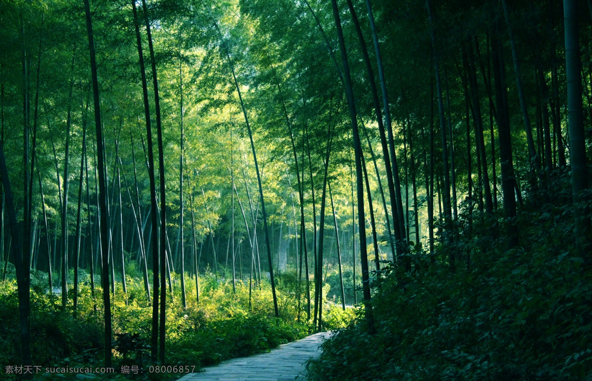竹林小道 天目湖 风景 旅游 山水 湖水 度假 竹子 旅游摄影 国内旅游 天目湖风光 摄影图库