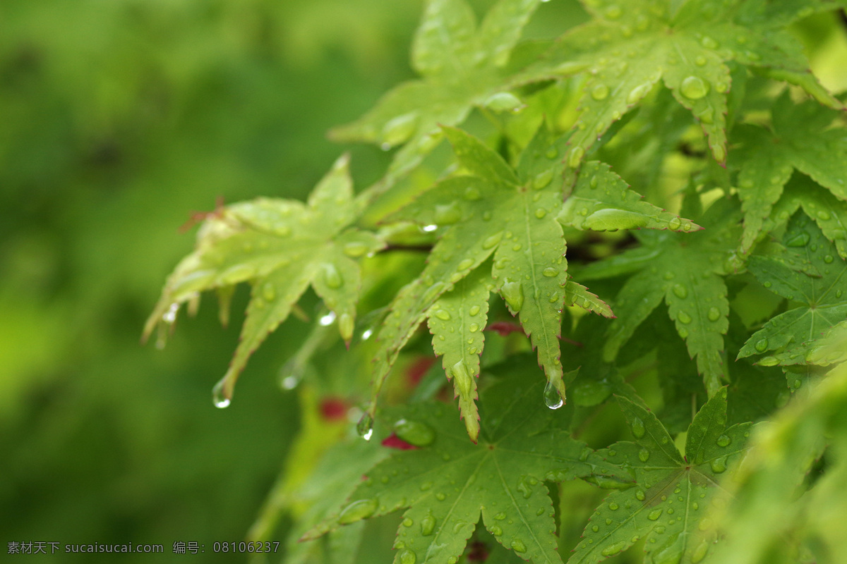 绿色树叶滴水 树叶 滴水 露水 雨水 绿色 生物世界 树木树叶