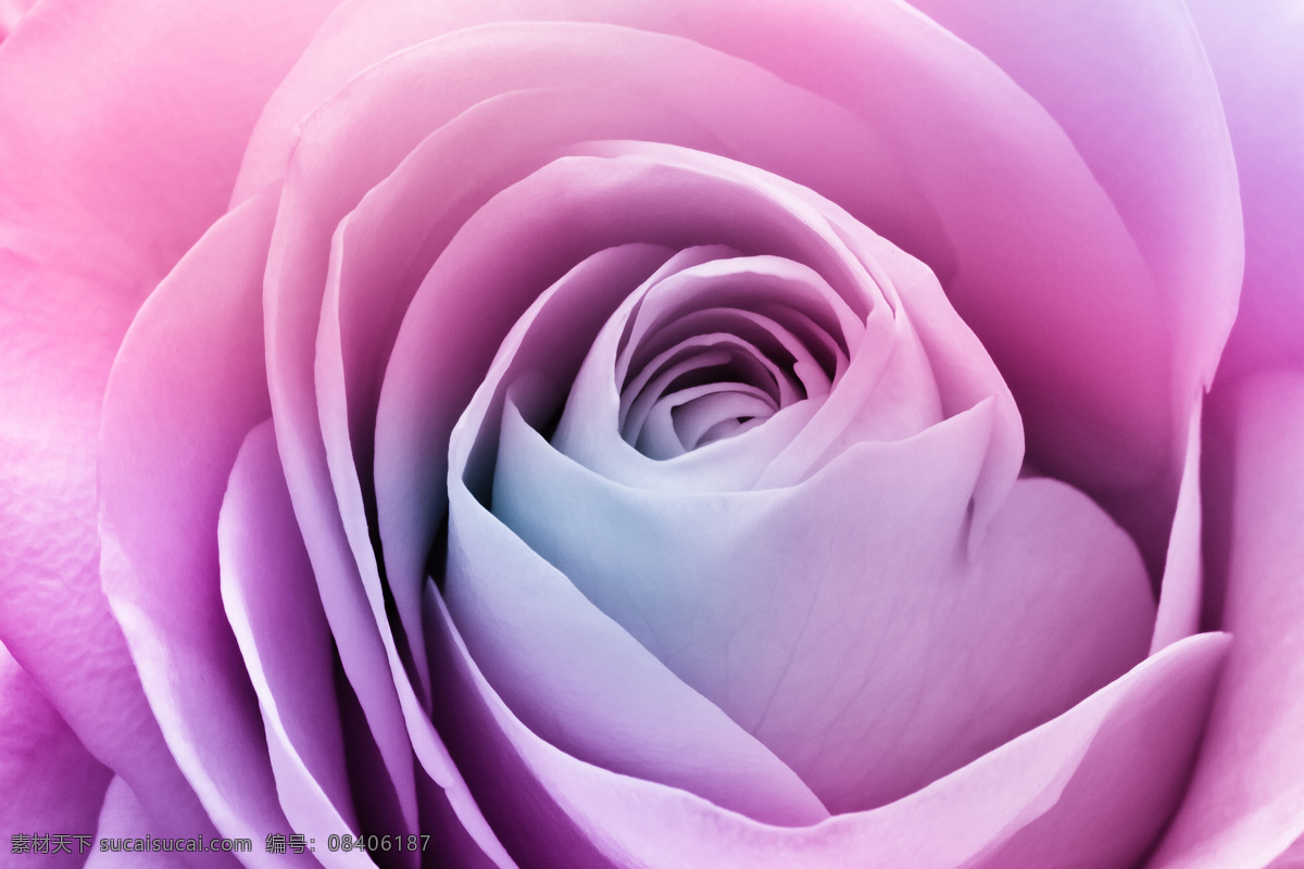 粉玫瑰 情人节 玫瑰花 粉红色 浪漫 美图 花草 生物世界