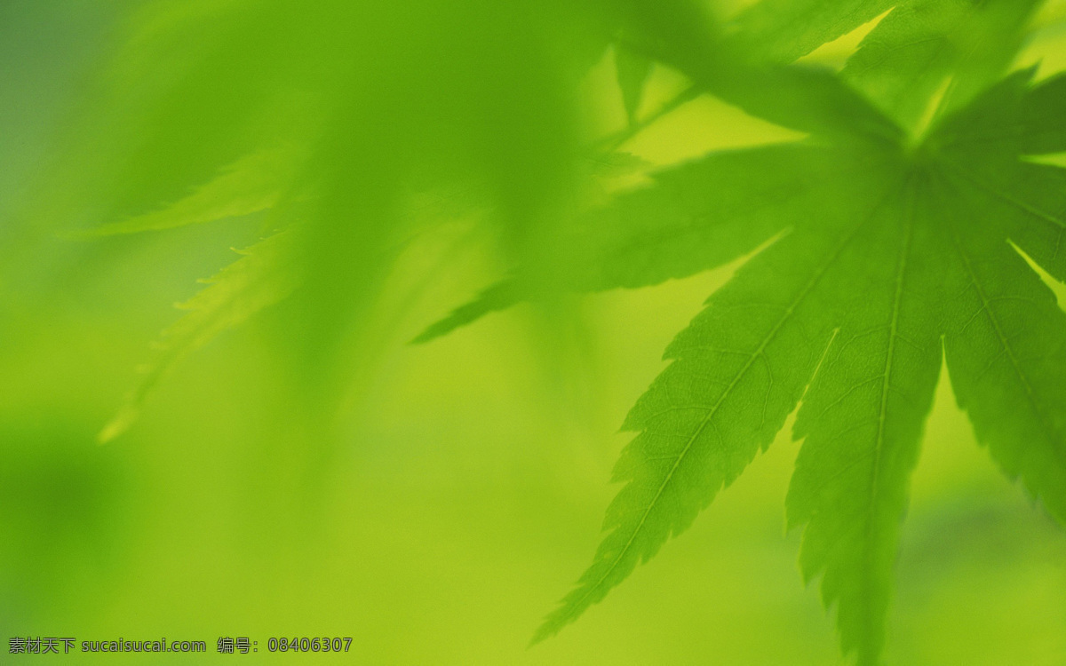 绿色植物 背景 春天 淡雅 高清摄影 高清图 高清图片 护眼 绿色 绿叶 清凉 清新 叶子 自然背景 植物背景 自然 植物 养眼 背景图片