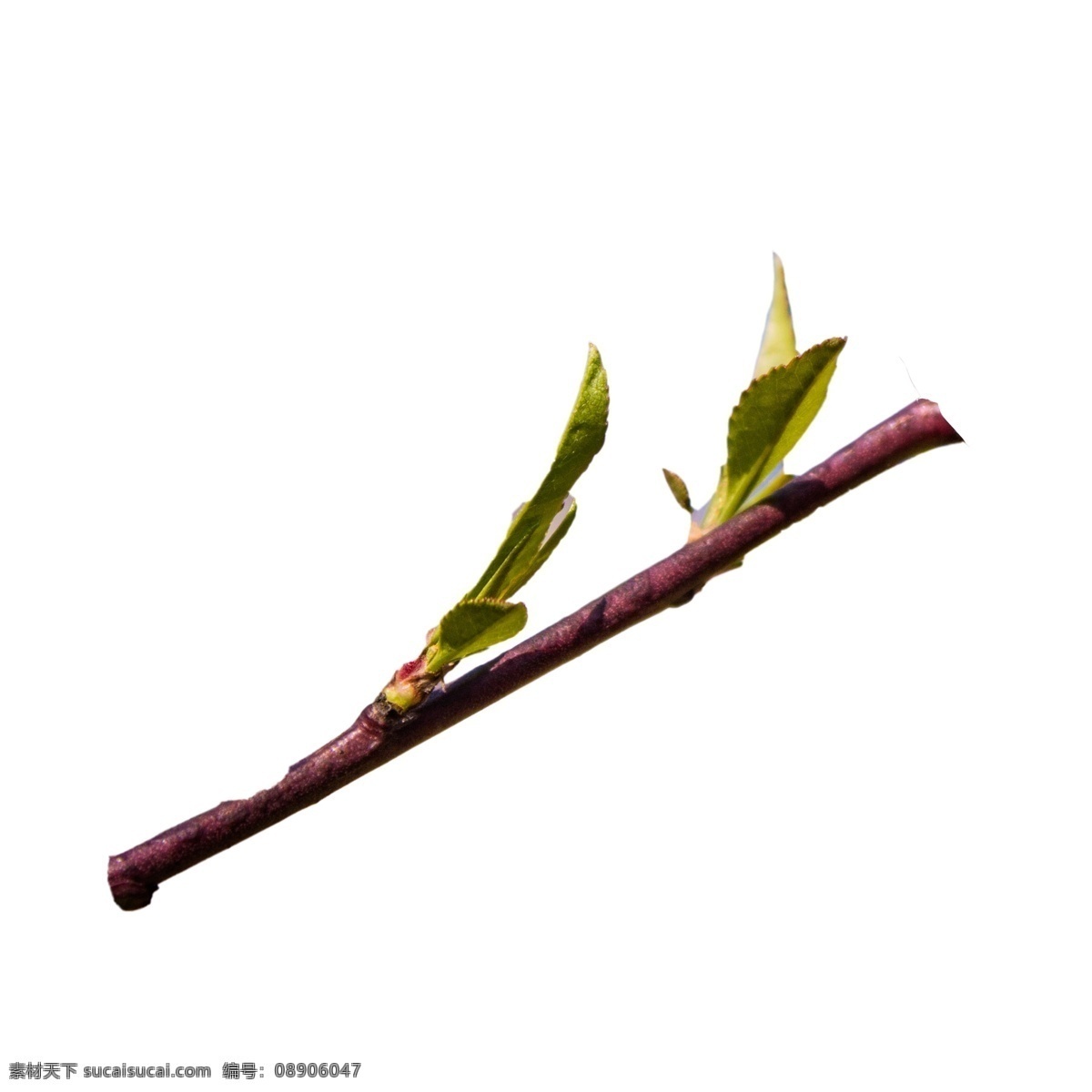 春天 发芽 树枝 树枝发芽 植物绿叶 春天植物 卡通插图 创意卡通下载 插图 png图下载