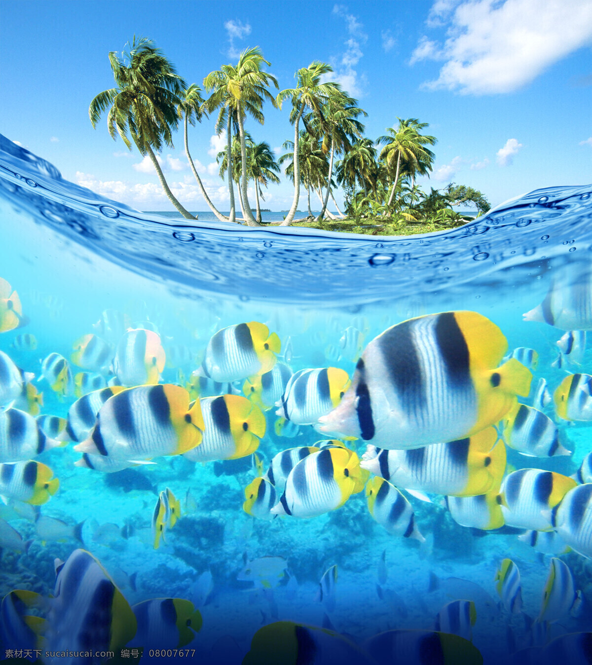 斑纹 鱼 大海 海底世界 七彩 清澈 热带鱼 生物世界 五彩斑斓 斑纹鱼 蓝天下 椰子树 鱼类