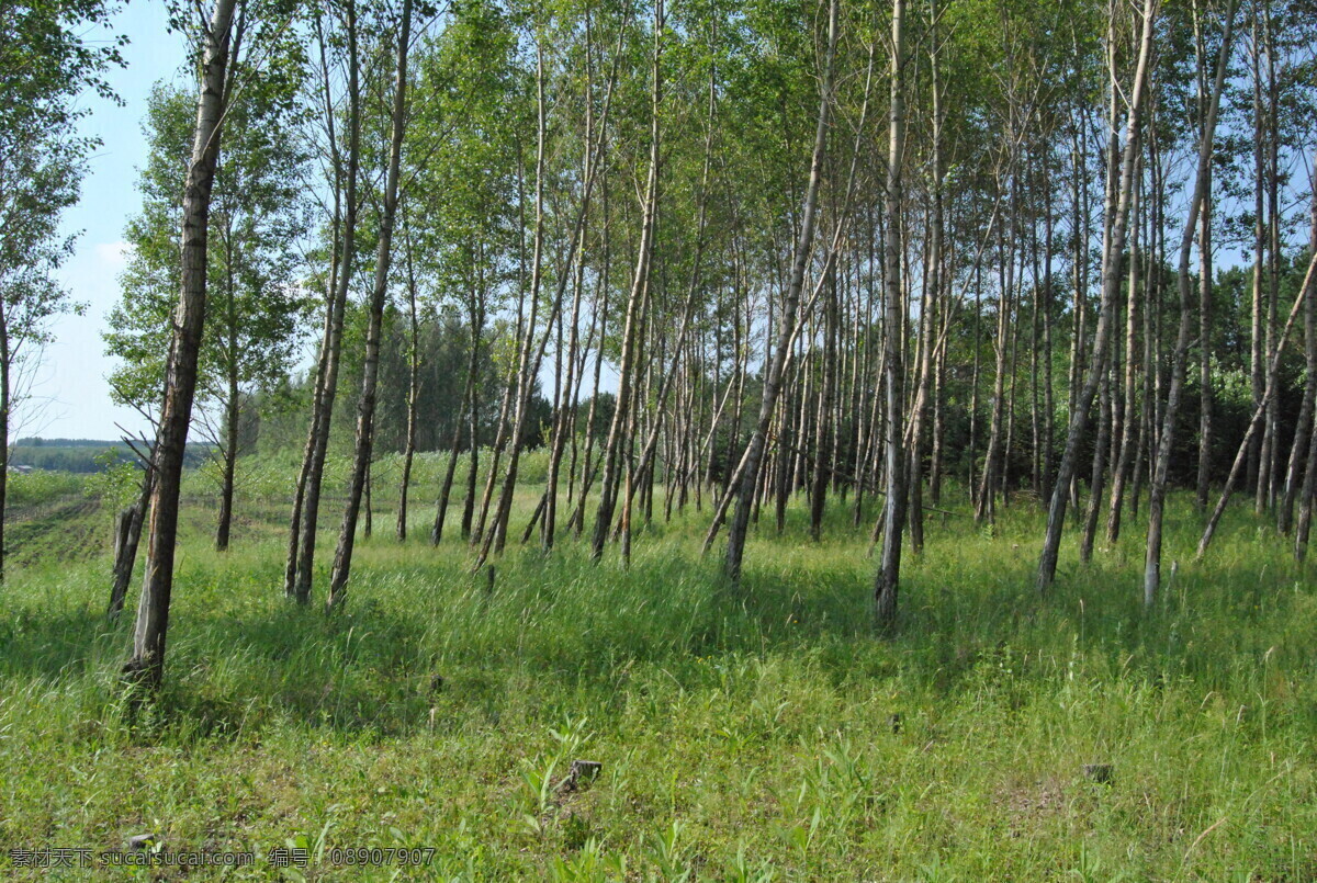 树林 阳光 影子 树木 光线 光影 风景 生物世界 树木树叶
