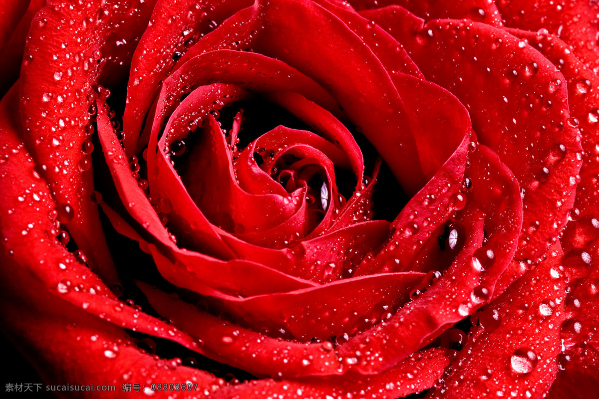 红玫瑰特写 玫瑰花 娇艳的花 高清玫瑰花 红玫瑰 玫瑰高清 玫瑰 鲜花 花 花卉 花朵 粉玫瑰 唯美鲜花 唯美 唯美玫瑰花 花瓣上的水滴 花草 生物世界