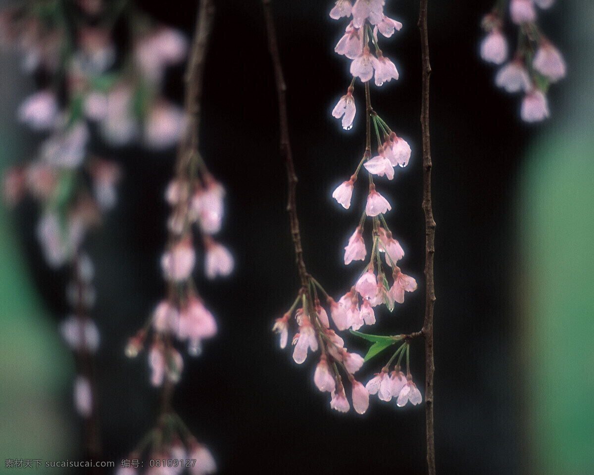 春暖花开 花瓣 花草 花朵 花卉 风景 生活 旅游餐饮
