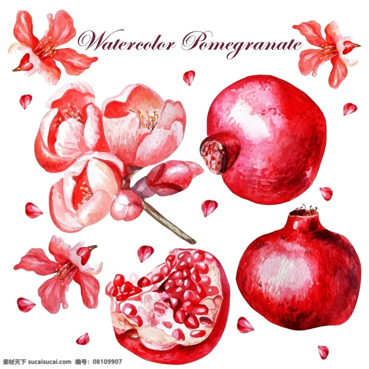 唯美 手绘 石榴 石榴花 插画 植物 水果 水彩绘